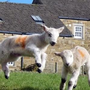 Meet your Posher, Judith